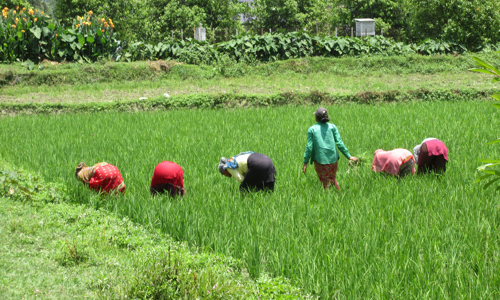 people working in rice field